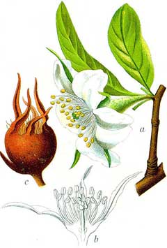 Muşmula