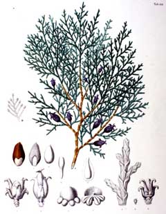 Doğu mazısı