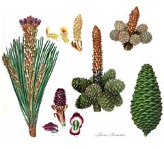 Akciğer Kanseri Sahil çamı (Pinus pinaster)
