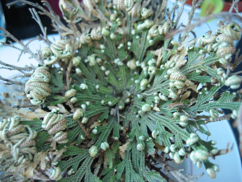 Sahra çalısı