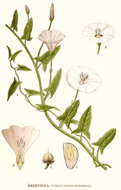 Tarla sarmaşığı