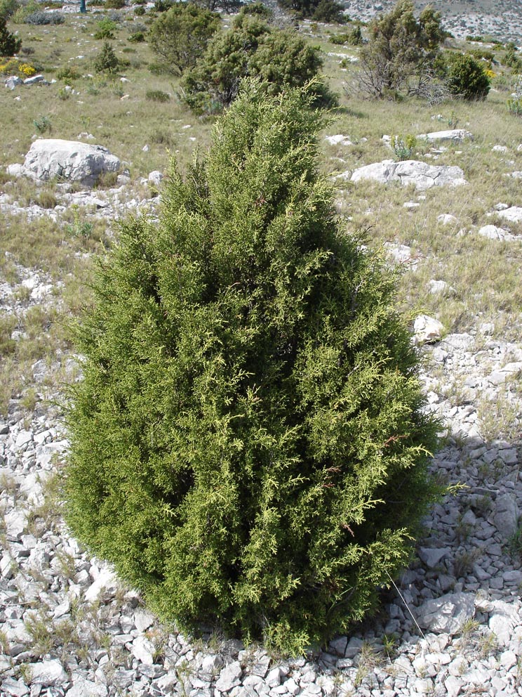 Finike Ardıcı