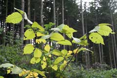 Amerika karaağacı
