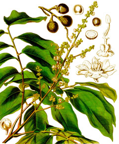 longan