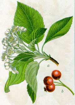 Aria edulis