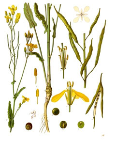 Kanola