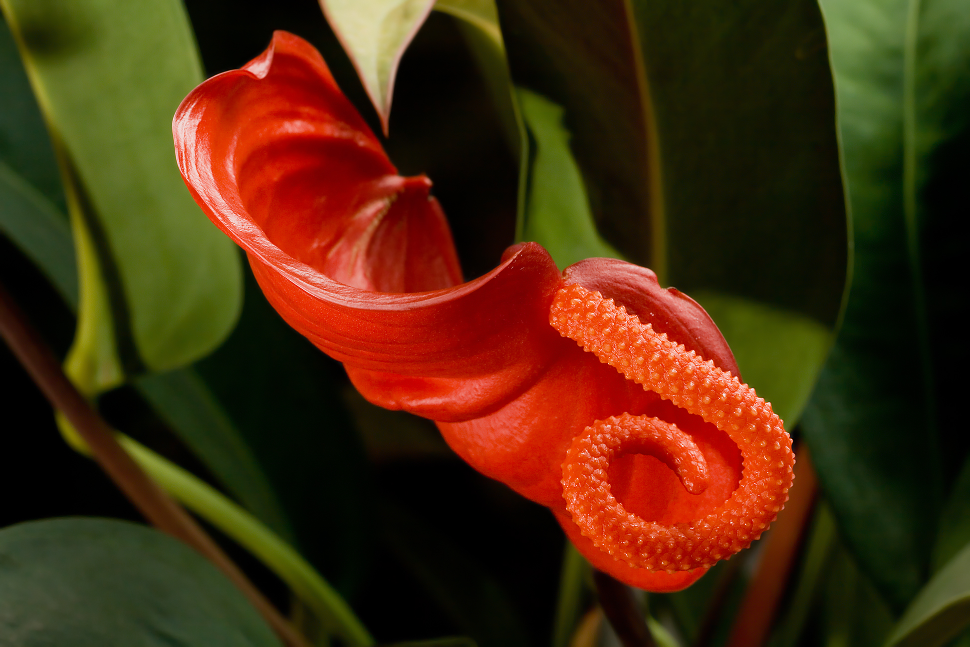 Flamingo çiçeği