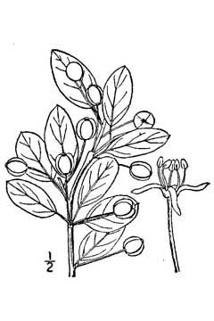 Aquifoliaceae