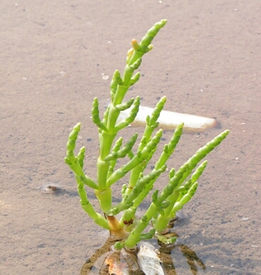 Deniz börülcesi