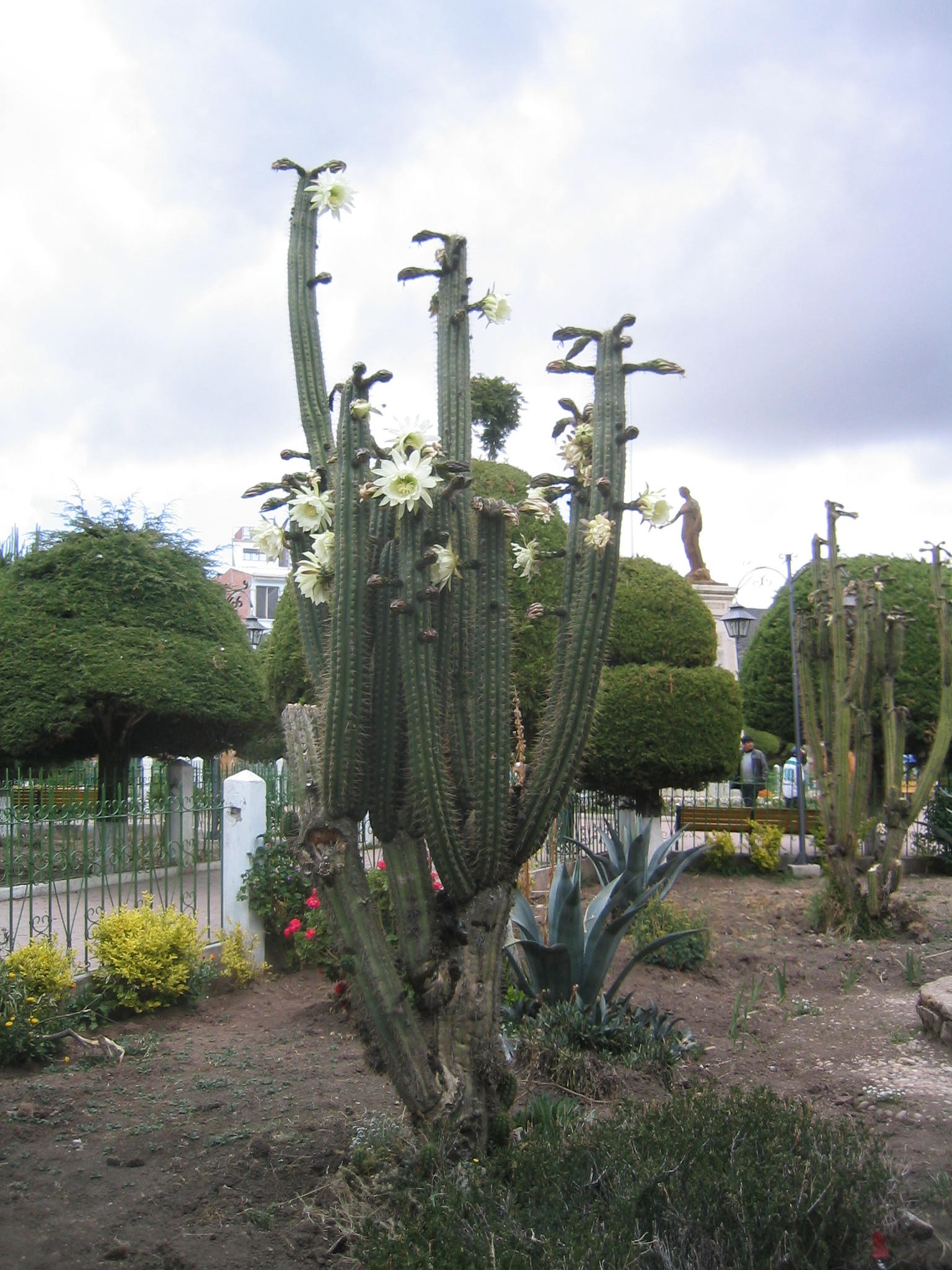 San Pedro kaktüsü