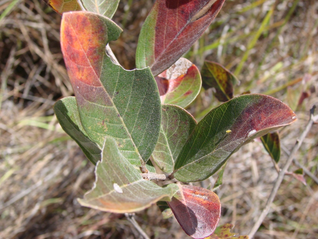 Psidium grandifolium