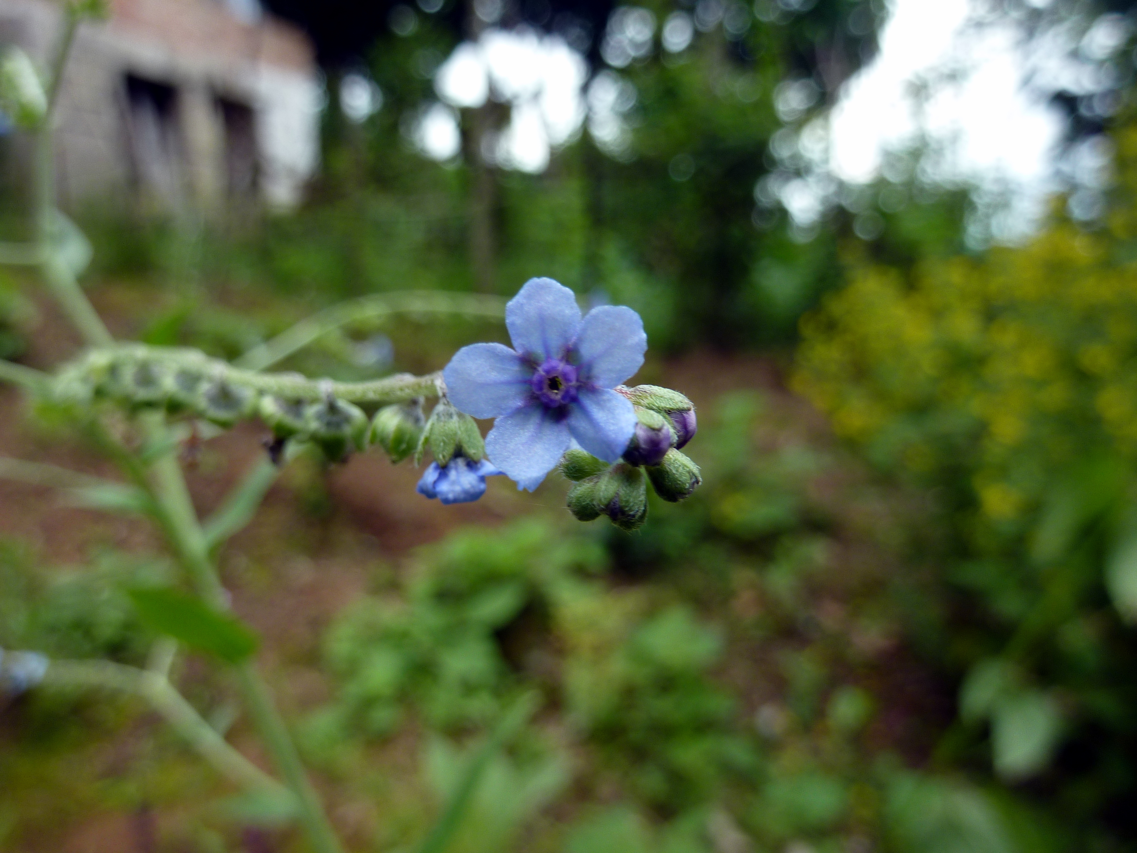 Cynoglossum wallichii