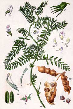 Burçak