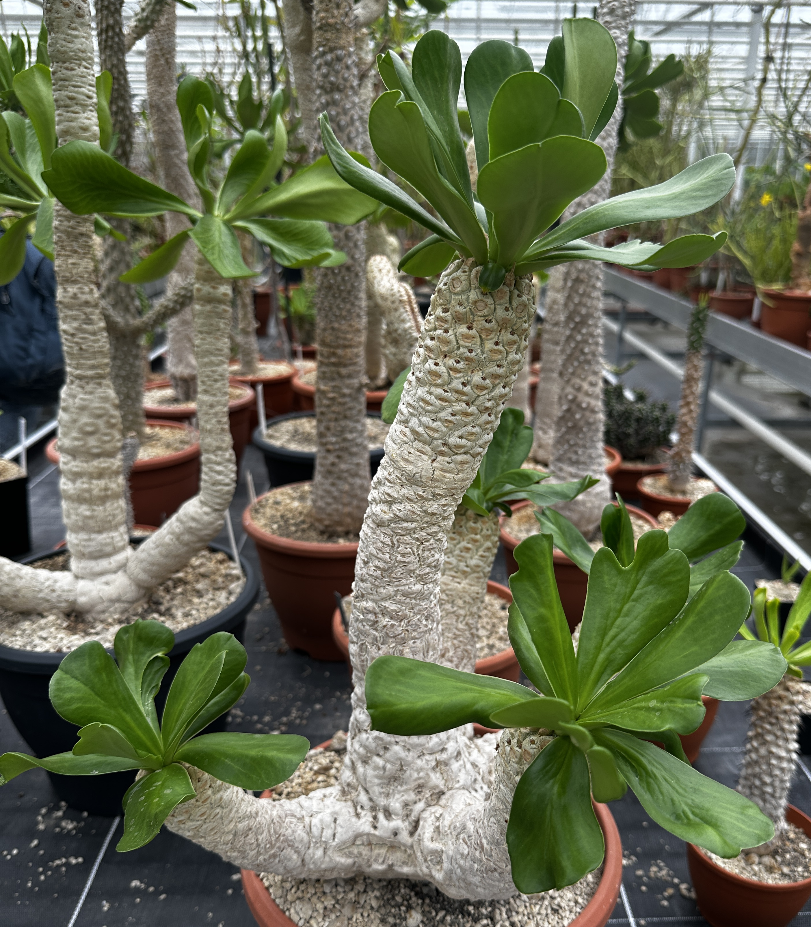 Euphorbia venenifica