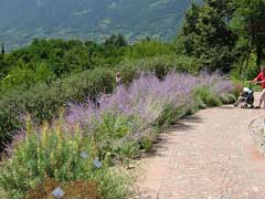 Salvia yangii