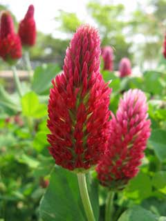 Kırmızı üçgül