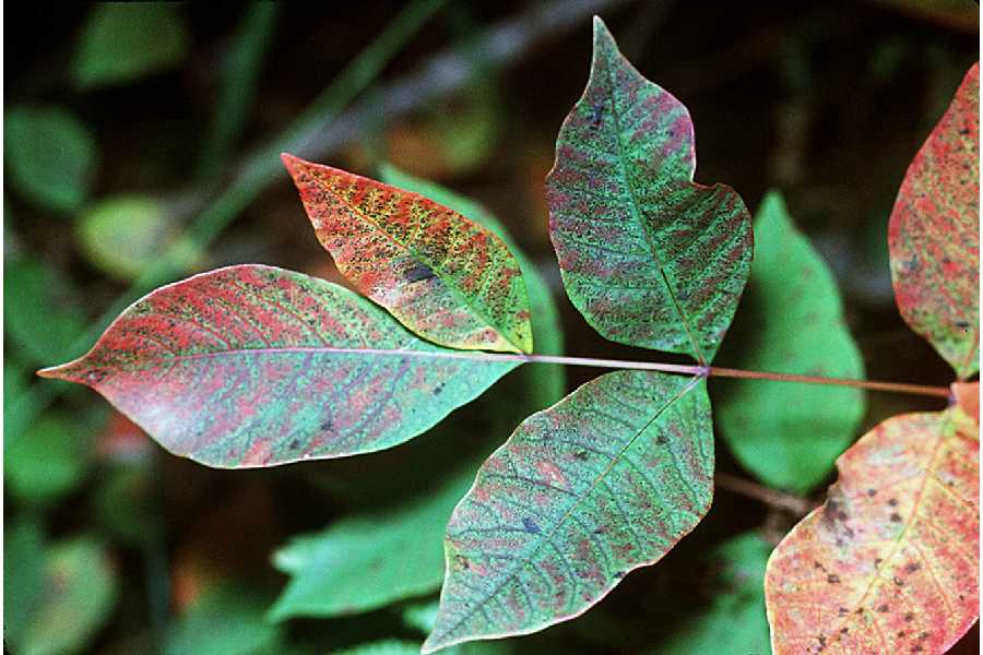 Toksikodendron vernix