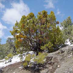 Utah ardıcı