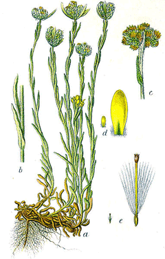 Helichrysum luteoalbum
