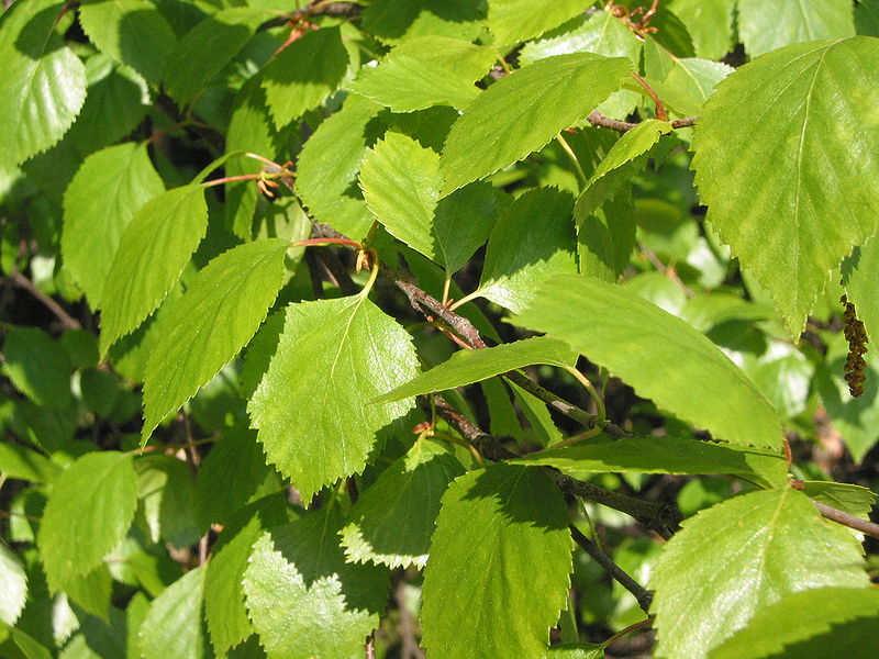 Tüylü huş