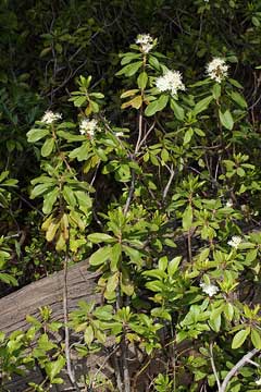 Rhododendron columbianum
