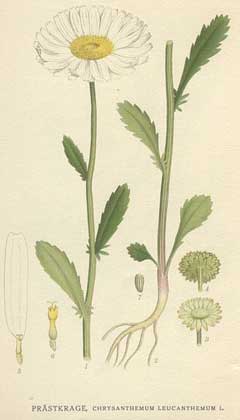 Beyaz Ay Papatyası, Margarit, Büyük Papatya