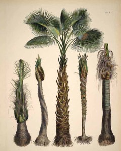 Licuri palmiyesi