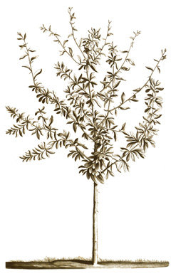 Argan