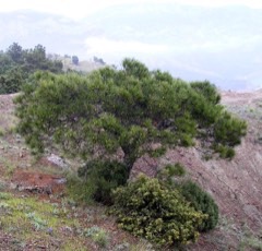 Kızılçam