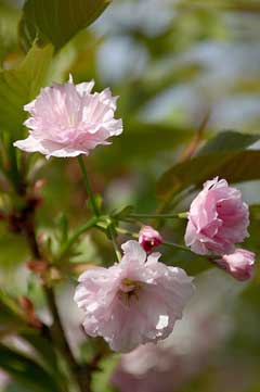 Sakura
