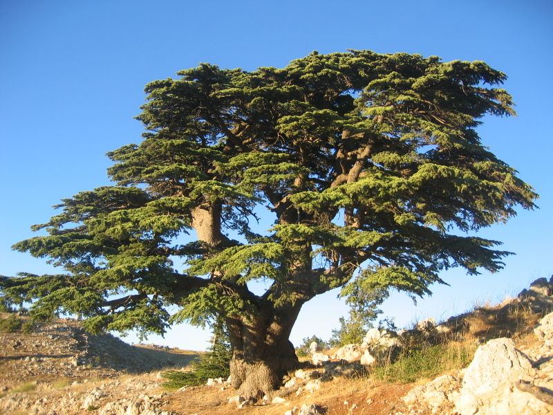 Atlas sediri